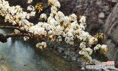 探究梨花所蕴含的美丽和意义 梨花的花语与象征意义