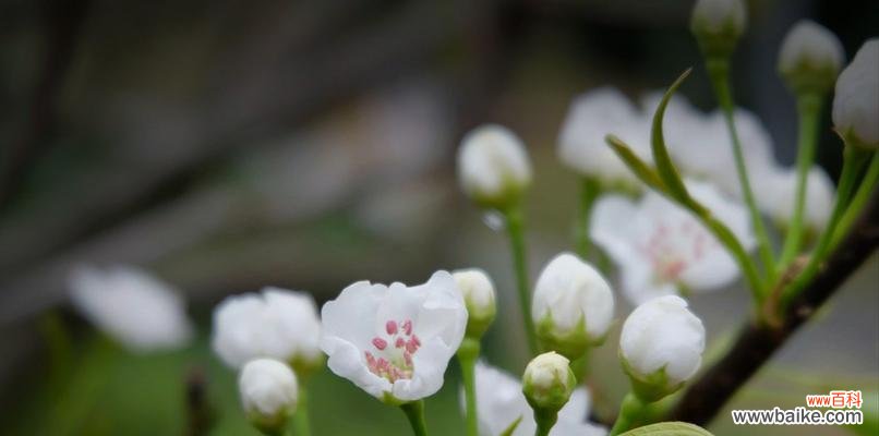探究梨花所蕴含的美丽和意义 梨花的花语与象征意义