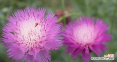 传递勇气与坚定 老虎花花语