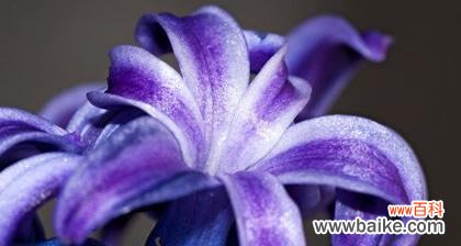 冷门花名花语揭示花卉之美与情感 探寻冷门好听的花名花语的奥秘