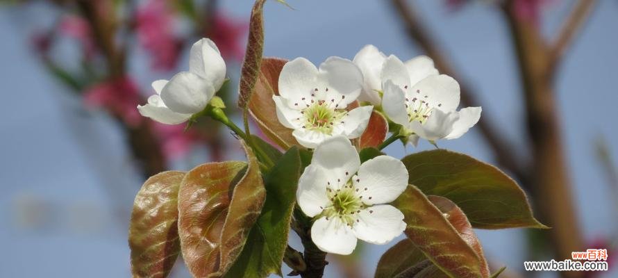 梨花的花语及其丰富的寓意 梨花盛开，传递美丽与希望