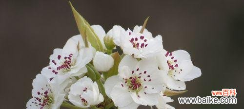 梨花的花语及其丰富的寓意 梨花盛开，传递美丽与希望