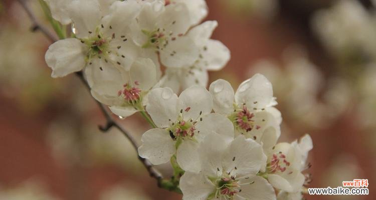 揭示梨花花语的历史渊源和寓意 梨花花语的意义与传承