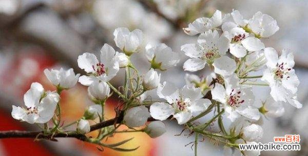 以梨花的美丽与坚强 梨花的寓意与象征