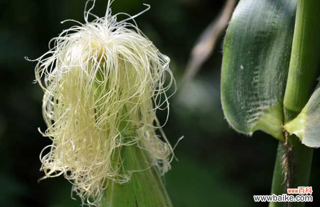 玉米须副作用及禁忌 玉米须有什么副作用？