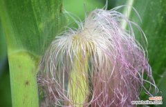 玉米须副作用及禁忌 玉米须有什么副作用？