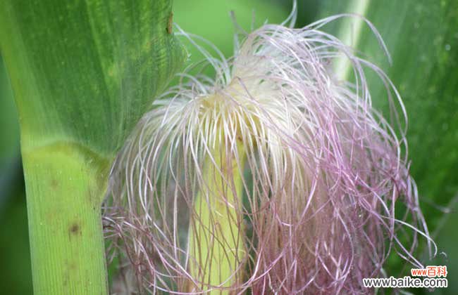 玉米须副作用及禁忌 玉米须有什么副作用？