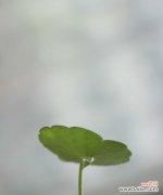 象征努力向上的植物有哪些？它们各自代表什么意义？