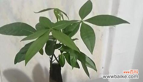 象征平安的植物有哪些?它们各自代表什么含义?