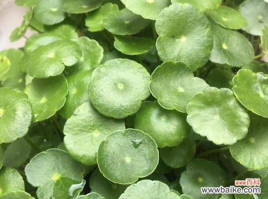 象征清廉的植物有哪些?它们的寓意和特点是什么?