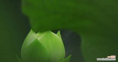 象征清廉的植物有哪些？它们的寓意和特点是什么？