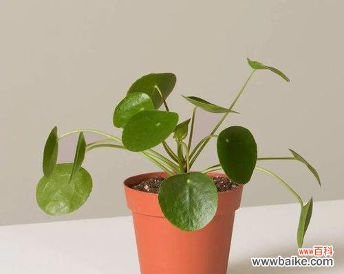 象征亲情的植物有哪些？它们各自代表什么含义？