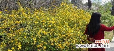 象征亲情的植物有哪些？它们各自代表什么含义？