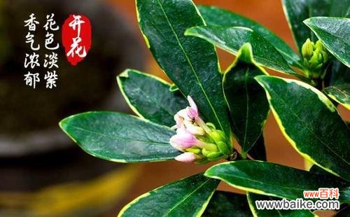 象征平凡的植物有哪些?它们各自代表了什么含义?