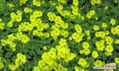 象征平凡的植物有哪些？它们各自代表了什么含义？