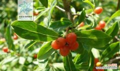 象征清正廉洁的植物有哪些？它们各自代表什么含义？