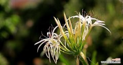 哪些植物象征舍己为人？它们的含义是什么？