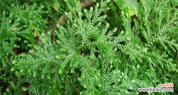 哪些植物象征着生命力的顽强?如何在家中培养这些植物?