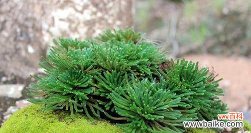 哪些植物象征着生命力的顽强?如何在家中培养这些植物?