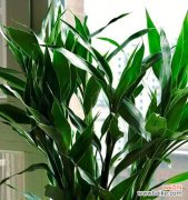 哪些植物象征着生生不息？如何在家居中种植这些植物？