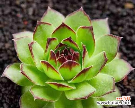 哪些植物象征着生生不息?如何在家居中种植这些植物?