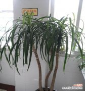 象征胜利的植物有哪些？它们各自代表什么含义？