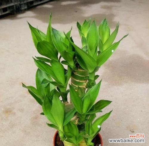 哪些植物象征事业步步高升？如何在办公室摆放？