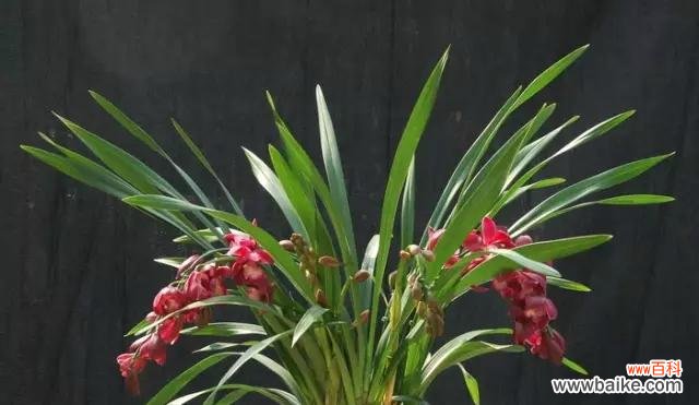 哪些植物象征事业步步高升？如何在办公室摆放？