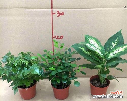 哪些植物象征事业步步高升？如何在办公室摆放？