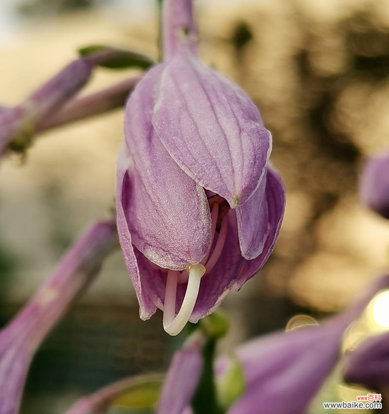 象征思念的植物有哪些?它们各自代表什么含义?