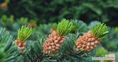 象征团结的植物有哪些？它们的寓意是什么？