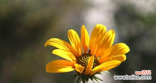 象征无私奉献的植物有哪些?它们各自代表了什么含义?