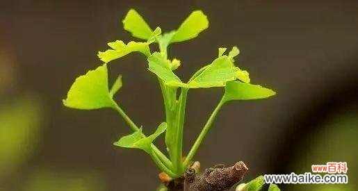 象征无私奉献的植物有哪些?它们各自代表了什么含义?