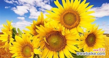 夏天有哪些植物象征着季节的到来?它们的特点是什么?