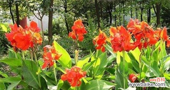 夏天有哪些植物象征着季节的到来?它们的特点是什么?