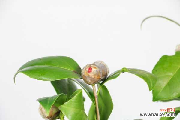 茶花花期叶子长白点的原因