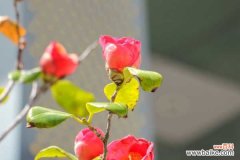 茶花花期叶子长白点的原因