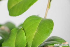 茶花掉老叶子是怎么回事