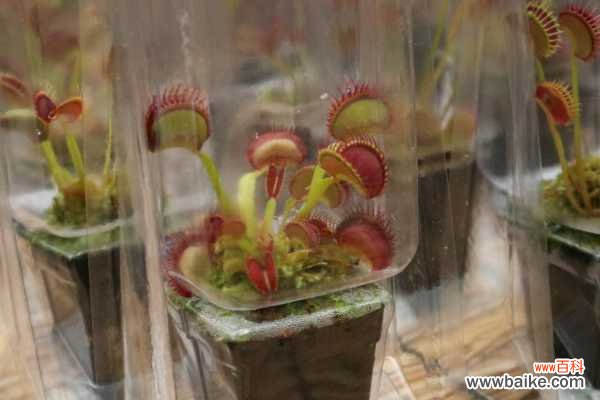 捕蝇草夏天黑叶子的原因