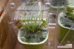 捕蝇草夏天黑叶子的原因