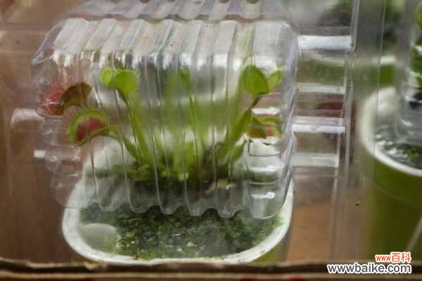 捕蝇草夏天黑叶子的原因