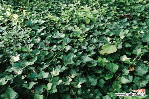 常春藤叶子发红的原因