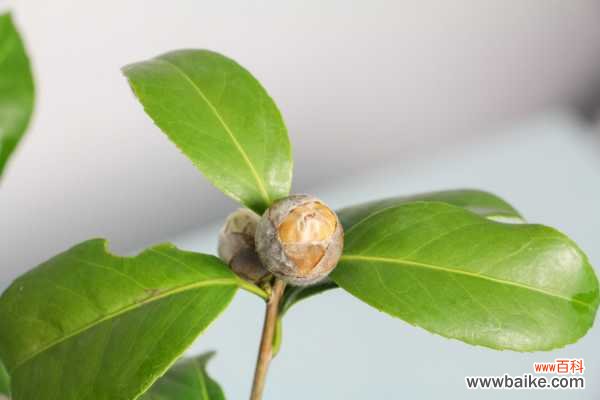 茶花移盆卷叶子怎么办