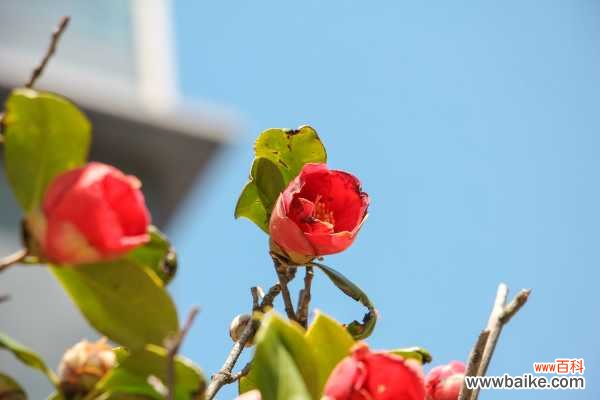 茶花叶子底部有黑点怎么回事