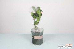 茶花叶子底部有黑点怎么回事