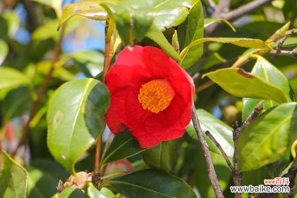 茶花不长叶子怎么办