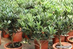 茶花不长叶子怎么办