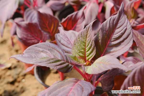 彩叶草叶子烂了能活吗