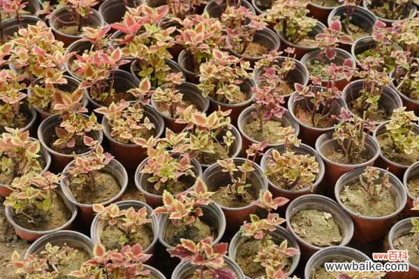 彩叶草叶子烂了能活吗