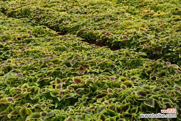 彩叶草的叶子蔫了怎么处理